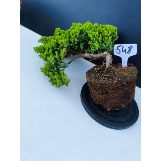 Żywe Drzewko Bonsai Jałowiec Rozesłany Procumbens 11-letni +GRATIS 548