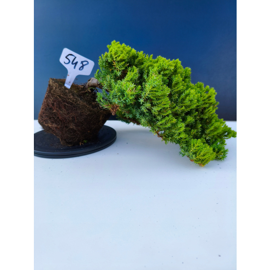 Żywe Drzewko Bonsai Jałowiec Rozesłany Procumbens 11-letni +GRATIS 548