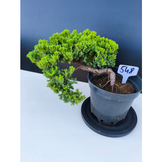 Żywe Drzewko Bonsai Jałowiec Rozesłany Procumbens 11-letni +GRATIS 548