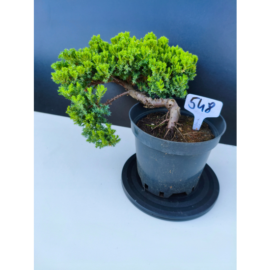 Żywe Drzewko Bonsai Jałowiec Rozesłany Procumbens 11-letni +GRATIS 548