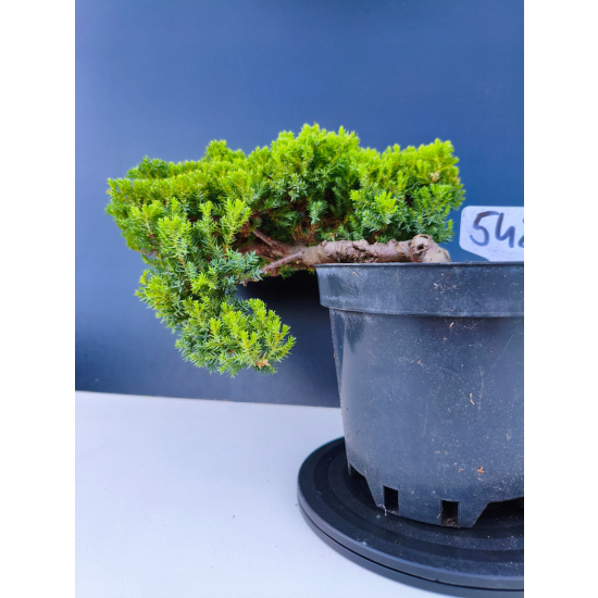 Żywe Drzewko Bonsai Jałowiec Rozesłany Procumbens 11-letni +GRATIS 548
