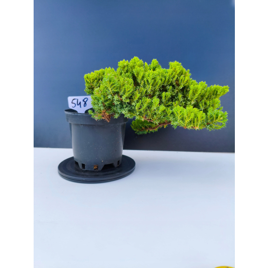 Żywe Drzewko Bonsai Jałowiec Rozesłany Procumbens 11-letni +GRATIS 548