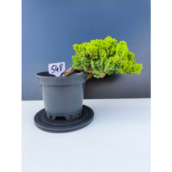 Żywe Drzewko Bonsai Jałowiec Rozesłany Procumbens 11-letni +GRATIS 548