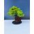 Żywe Drzewko Bonsai Jałowiec Rozesłany Procumbens 11-letni +GRATIS 547