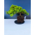 Żywe Drzewko Bonsai Jałowiec Rozesłany Procumbens 11-letni +GRATIS 547
