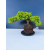 Żywe Drzewko Bonsai Jałowiec Rozesłany Procumbens 11-letni +GRATIS 547