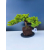 Żywe Drzewko Bonsai Jałowiec Rozesłany Procumbens 11-letni +GRATIS 547