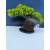 Żywe Drzewko Bonsai Jałowiec Rozesłany Procumbens 11-letni +GRATIS 547