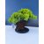 Żywe Drzewko Bonsai Jałowiec Rozesłany Procumbens 11-letni +GRATIS 547