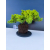 Żywe Drzewko Bonsai Jałowiec Rozesłany Procumbens 11-letni +GRATIS 547