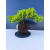 Żywe Drzewko Bonsai Jałowiec Rozesłany Procumbens 11-letni +GRATIS 547