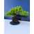 Żywe Drzewko Bonsai Jałowiec Rozesłany Procumbens 11-letni +GRATIS 547