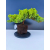 Żywe Drzewko Bonsai Jałowiec Rozesłany Procumbens 11-letni +GRATIS 547