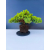 Żywe Drzewko Bonsai Jałowiec Rozesłany Procumbens 11-letni +GRATIS 547