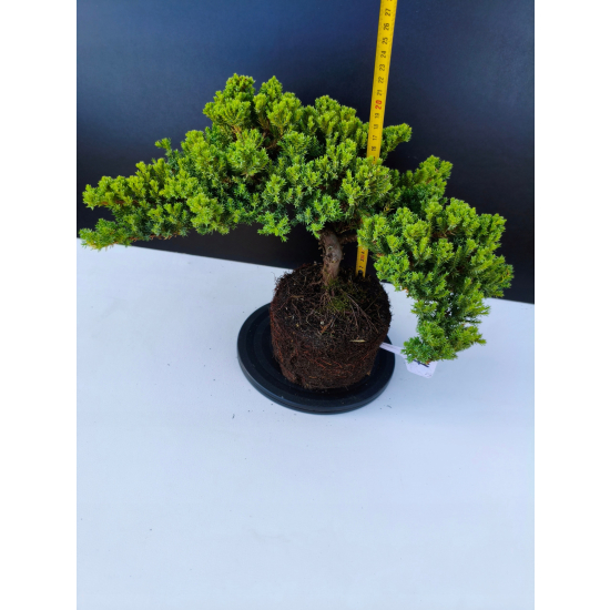 Żywe Drzewko Bonsai Jałowiec Rozesłany Procumbens 11-letni +GRATIS 547