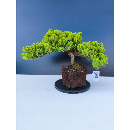 Żywe Drzewko Bonsai Jałowiec Rozesłany Procumbens 11-letni +GRATIS 547