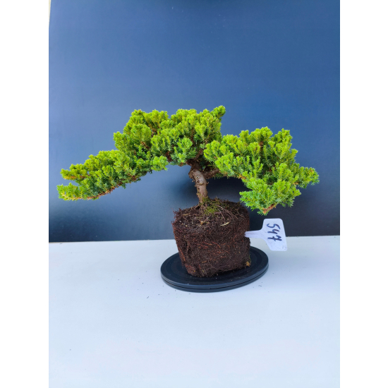 Żywe Drzewko Bonsai Jałowiec Rozesłany Procumbens 11-letni +GRATIS 547