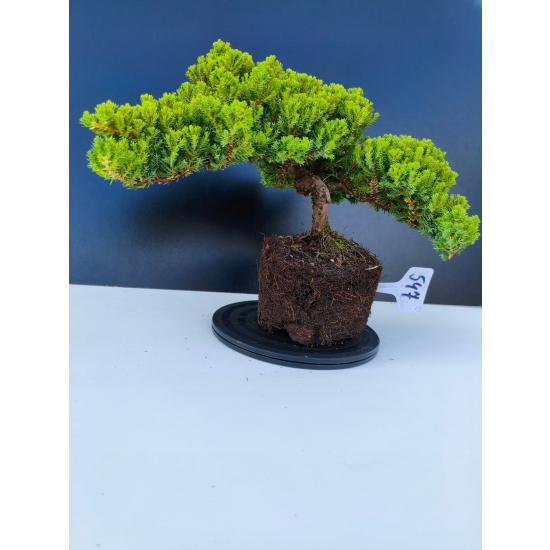 Żywe Drzewko Bonsai Jałowiec Rozesłany Procumbens 11-letni +GRATIS 547