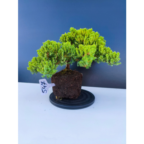 Żywe Drzewko Bonsai Jałowiec Rozesłany Procumbens 11-letni +GRATIS 547
