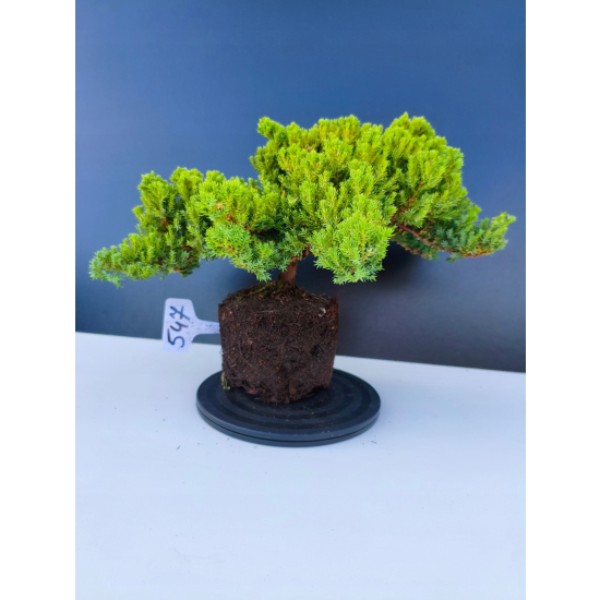 Żywe Drzewko Bonsai Jałowiec Rozesłany Procumbens 11-letni +GRATIS 547