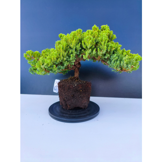 Żywe Drzewko Bonsai Jałowiec Rozesłany Procumbens 11-letni +GRATIS 547