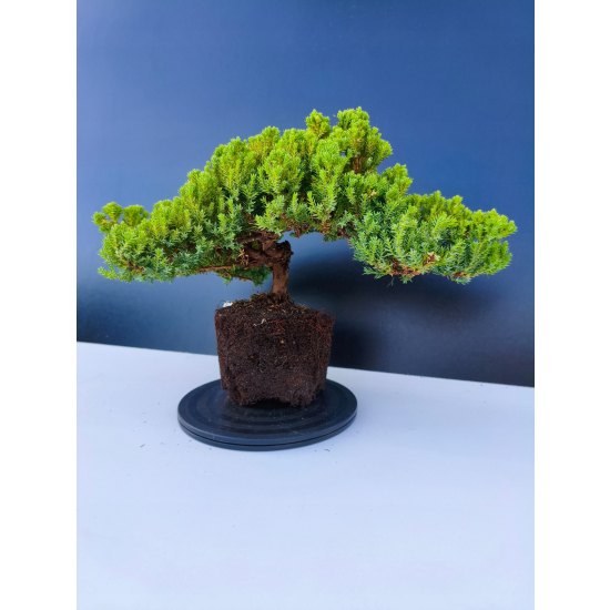 Żywe Drzewko Bonsai Jałowiec Rozesłany Procumbens 11-letni +GRATIS 547