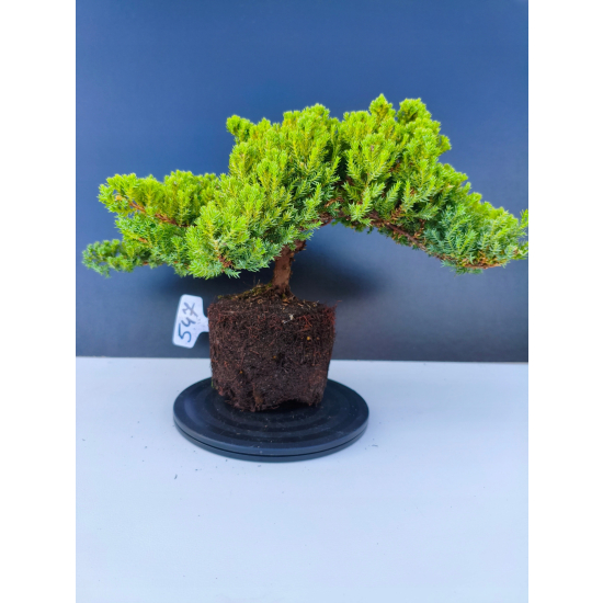 Żywe Drzewko Bonsai Jałowiec Rozesłany Procumbens 11-letni +GRATIS 547
