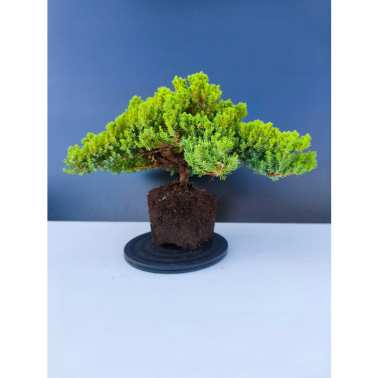 Żywe Drzewko Bonsai Jałowiec Rozesłany Procumbens 11-letni +GRATIS 547