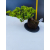 Żywe Drzewko Bonsai Jałowiec Rozesłany Procumbens 11-letni +GRATIS 542