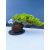 Żywe Drzewko Bonsai Jałowiec Rozesłany Procumbens 11-letni +GRATIS 542