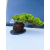 Żywe Drzewko Bonsai Jałowiec Rozesłany Procumbens 11-letni +GRATIS 542