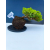 Żywe Drzewko Bonsai Jałowiec Rozesłany Procumbens 11-letni +GRATIS 542
