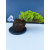 Żywe Drzewko Bonsai Jałowiec Rozesłany Procumbens 11-letni +GRATIS 542