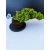 Żywe Drzewko Bonsai Jałowiec Rozesłany Procumbens 11-letni +GRATIS 542