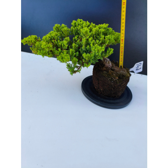 Żywe Drzewko Bonsai Jałowiec Rozesłany Procumbens 11-letni +GRATIS 542
