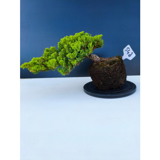 Żywe Drzewko Bonsai Jałowiec Rozesłany Procumbens 11-letni +GRATIS 542
