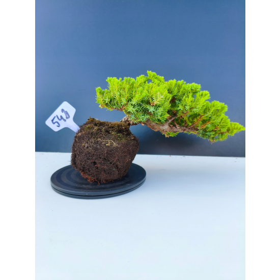 Żywe Drzewko Bonsai Jałowiec Rozesłany Procumbens 11-letni +GRATIS 542