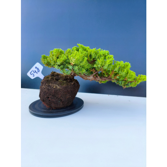Żywe Drzewko Bonsai Jałowiec Rozesłany Procumbens 11-letni +GRATIS 542