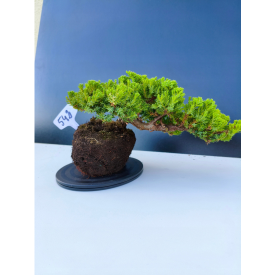 Żywe Drzewko Bonsai Jałowiec Rozesłany Procumbens 11-letni +GRATIS 542