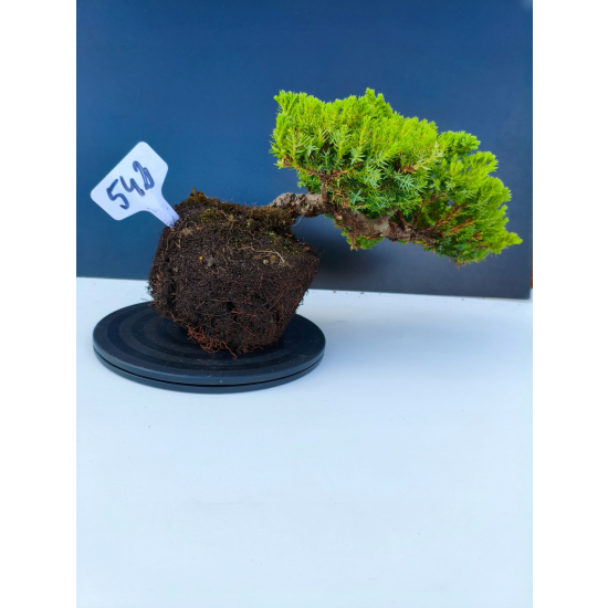Żywe Drzewko Bonsai Jałowiec Rozesłany Procumbens 11-letni +GRATIS 542
