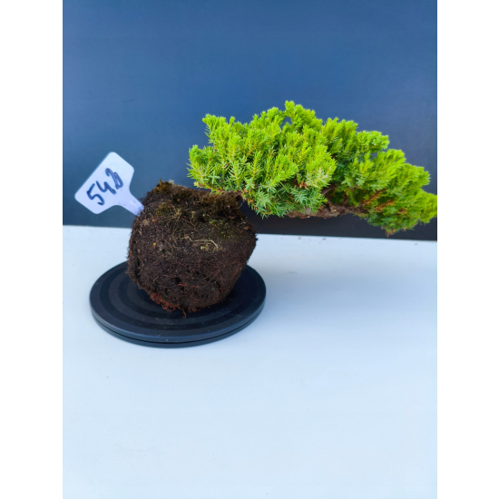 Żywe Drzewko Bonsai Jałowiec Rozesłany Procumbens 11-letni +GRATIS 542