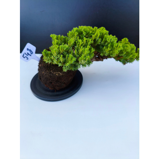 Żywe Drzewko Bonsai Jałowiec Rozesłany Procumbens 11-letni +GRATIS 542