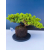 Żywe Drzewko Bonsai Jałowiec Rozesłany Procumbens 11-letni +GRATIS 545