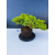 Żywe Drzewko Bonsai Jałowiec Rozesłany Procumbens 11-letni +GRATIS 545