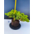 Żywe Drzewko Bonsai Jałowiec Rozesłany Procumbens 11-letni +GRATIS 545