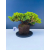 Żywe Drzewko Bonsai Jałowiec Rozesłany Procumbens 11-letni +GRATIS 545