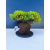 Żywe Drzewko Bonsai Jałowiec Rozesłany Procumbens 11-letni +GRATIS 545