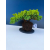 Żywe Drzewko Bonsai Jałowiec Rozesłany Procumbens 11-letni +GRATIS 545