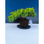 Żywe Drzewko Bonsai Jałowiec Rozesłany Procumbens 11-letni +GRATIS 545