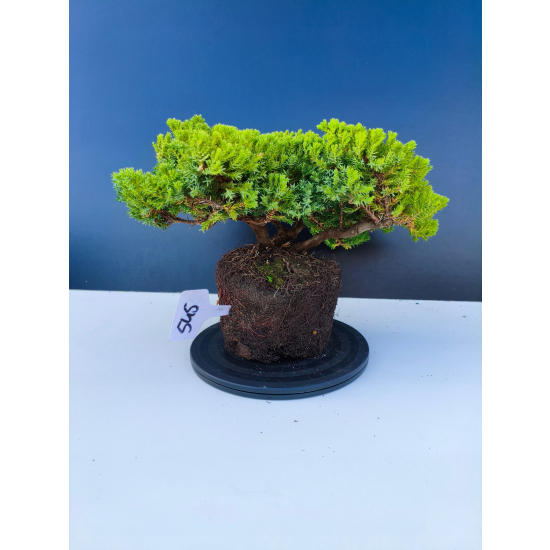 Żywe Drzewko Bonsai Jałowiec Rozesłany Procumbens 11-letni +GRATIS 545